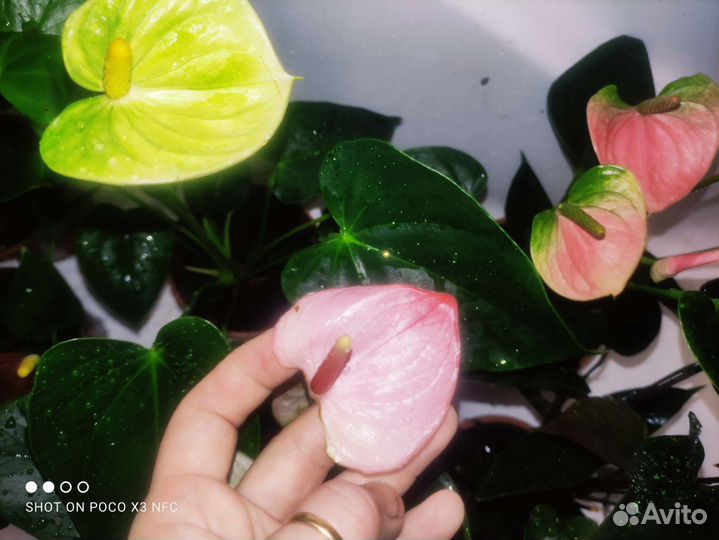 Антуриумы разные сорта