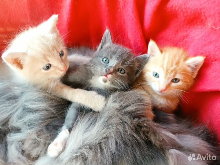 Сибирские котята