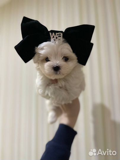 Супер микро мальтипу ф1