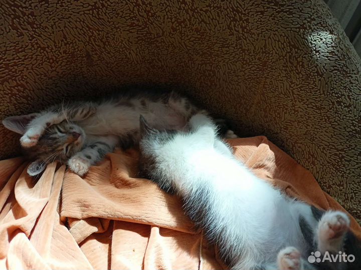 Кошка в дар бесплатно
