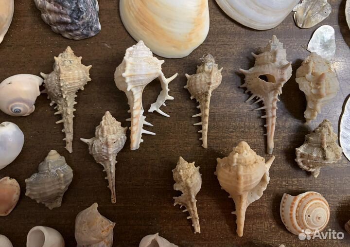 Морские ракушки раковины много разные