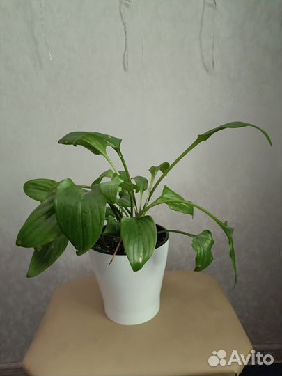 Комнатные растения