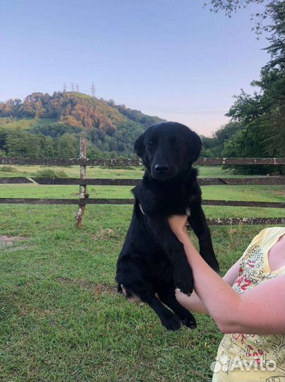 Собака в добрые руки