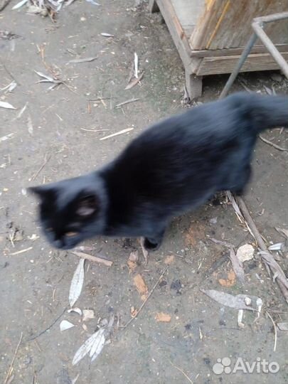 Отдать в добрые руки