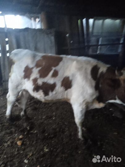 Бык и жеребец