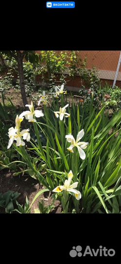 Многолетние цветы для сада(много разных)