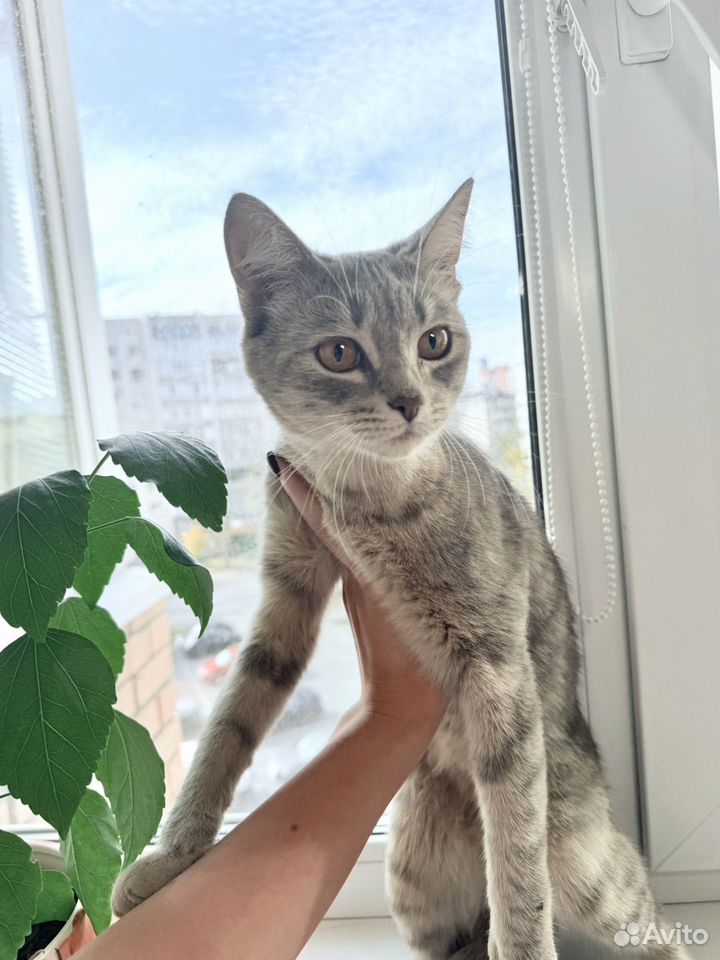 Котёнок в добрые руки, Тюмень