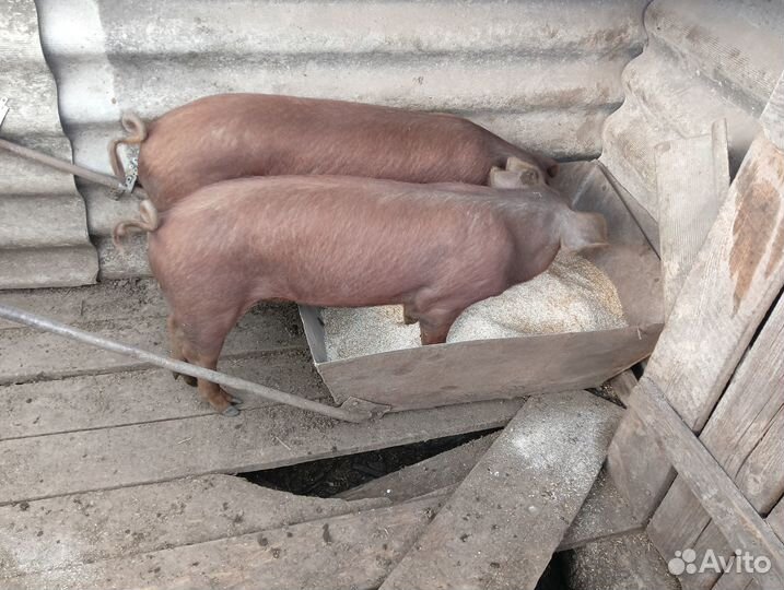 Поросята породы дюрок