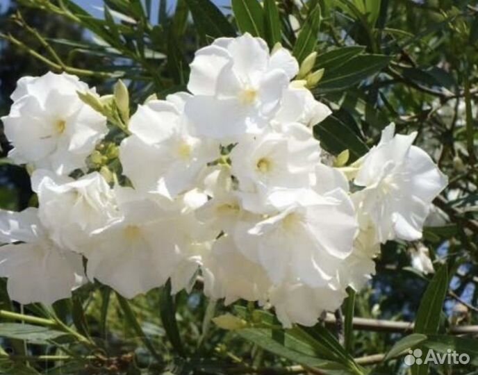 Олеандр махровый Судак