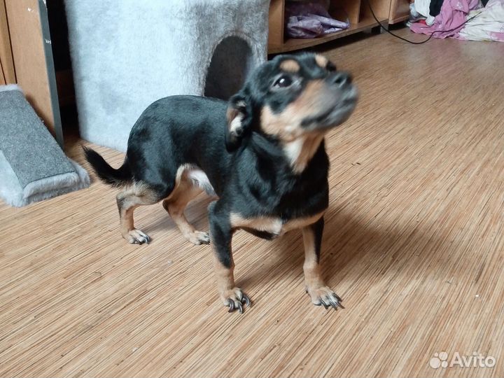 Той-терьер смешан с чихуахуа