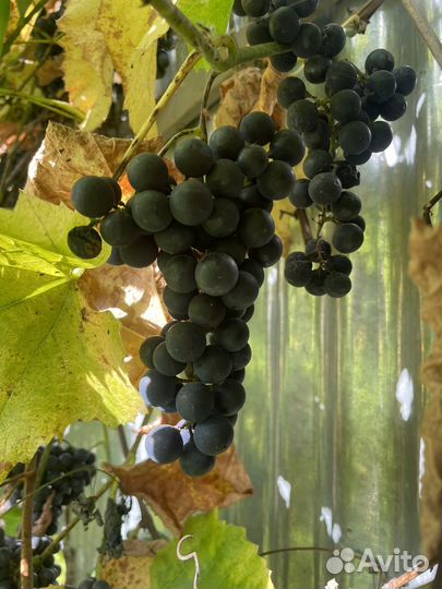 Виноград домашний изабелла