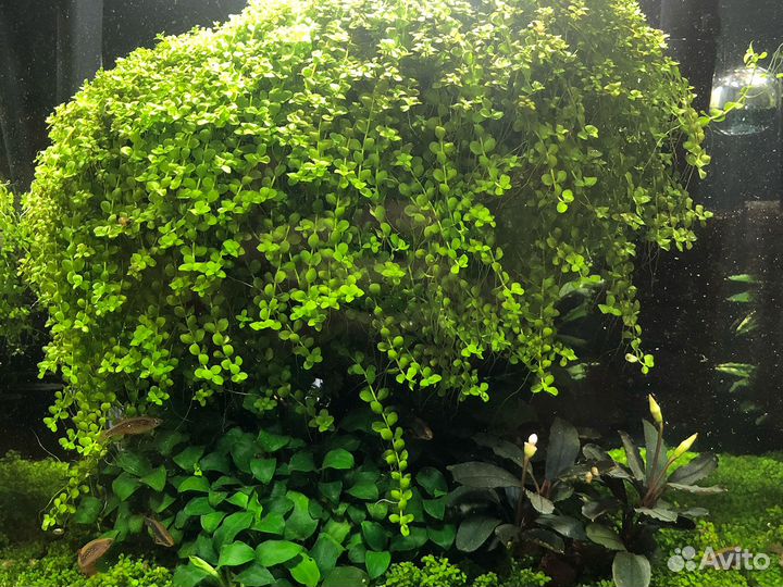 Аквариумное растение Монте Карло