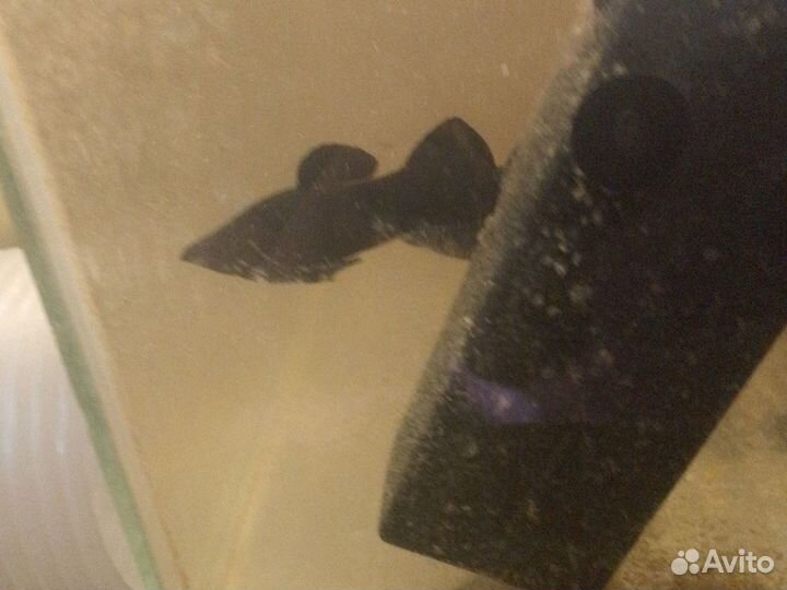 Аквариумные рыбки молинезии черные