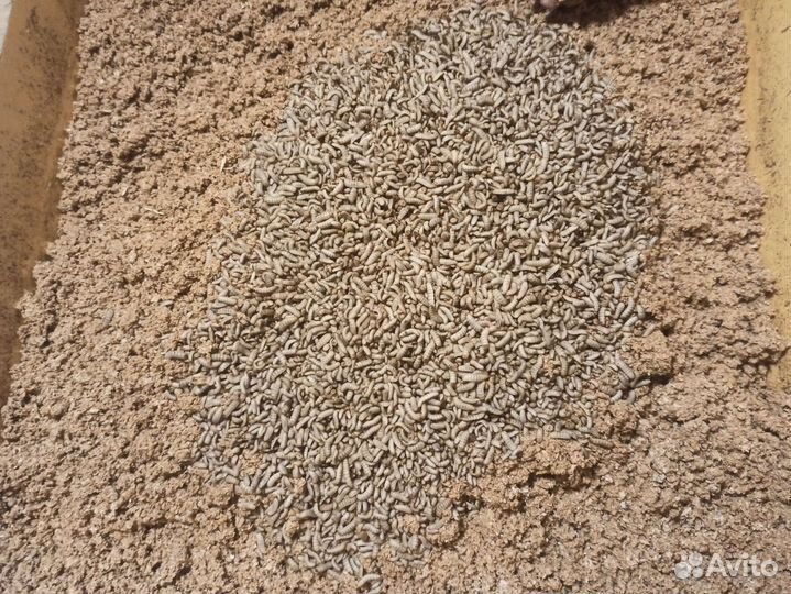 Опарыш черной львинки