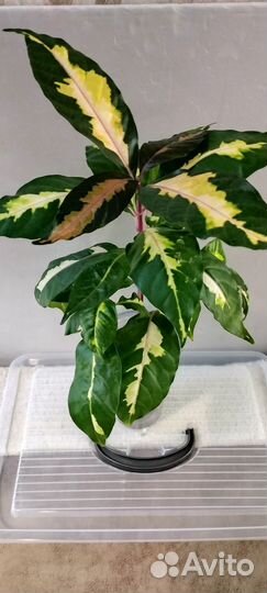 Граптофиллум расписной