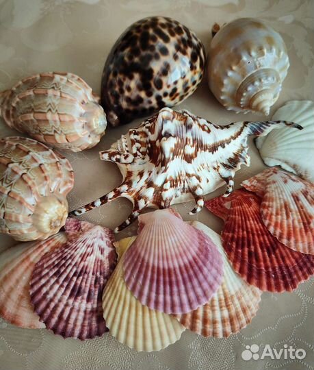 Ракушки морские