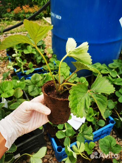 Клубника усы разносорт