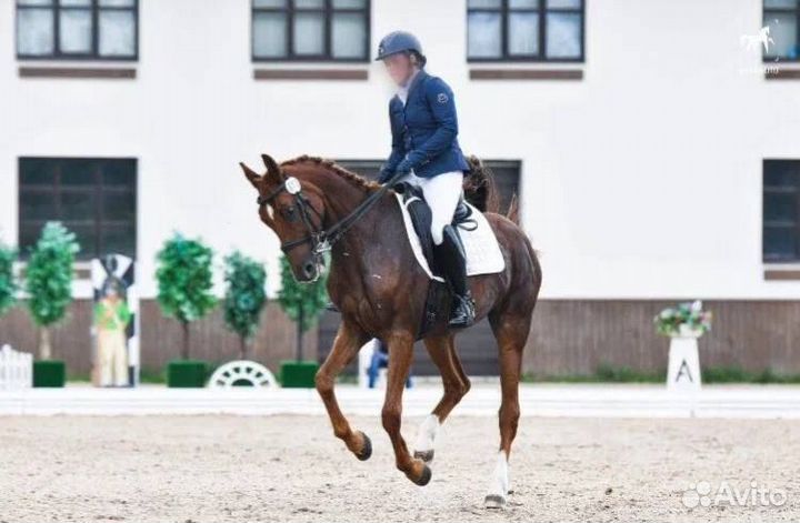 Полукровный мерин 2011г.р., 166 см. в холке