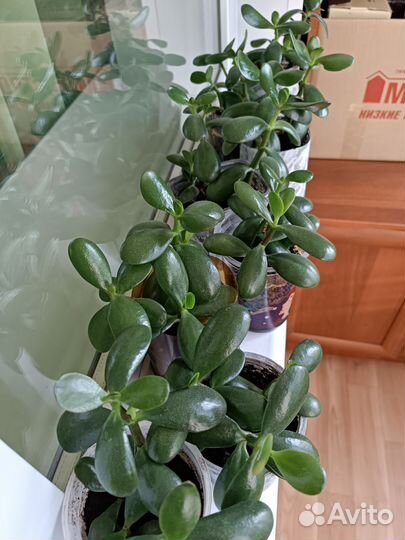 Крассула. Толстянка.Денежное дерево