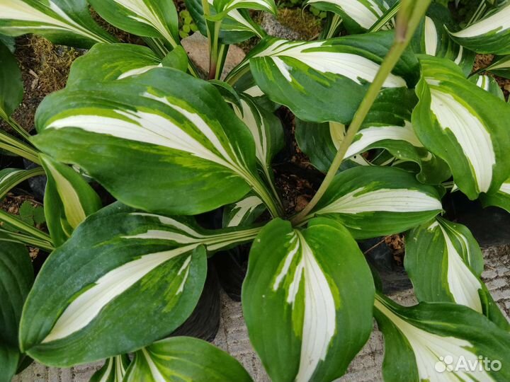 Хосты разные