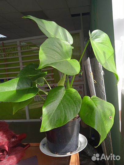 Комнатные цветы Монстера