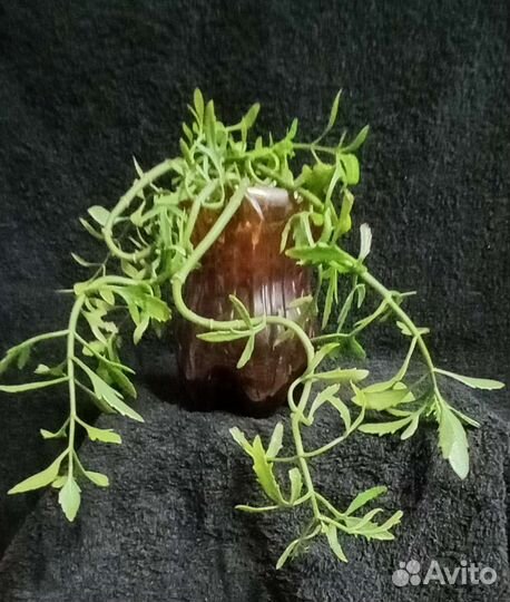 Домашние цветы