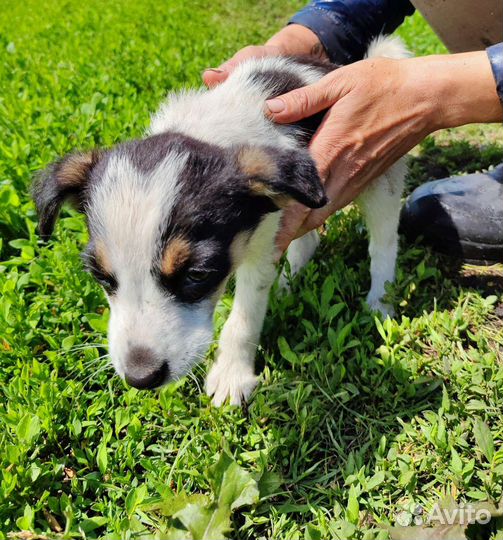 Маленькая собака щенок