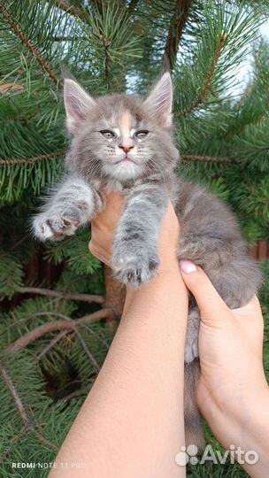 Котята мейн-кун