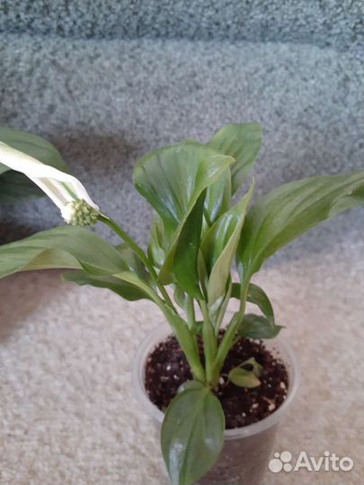 Комнатные растения