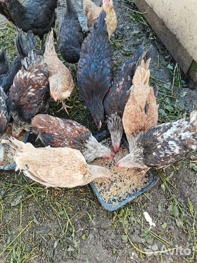 Цыплята загорская ситцевая