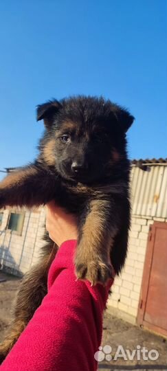 Немецкая овчарка