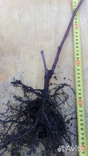 Виноград для севера