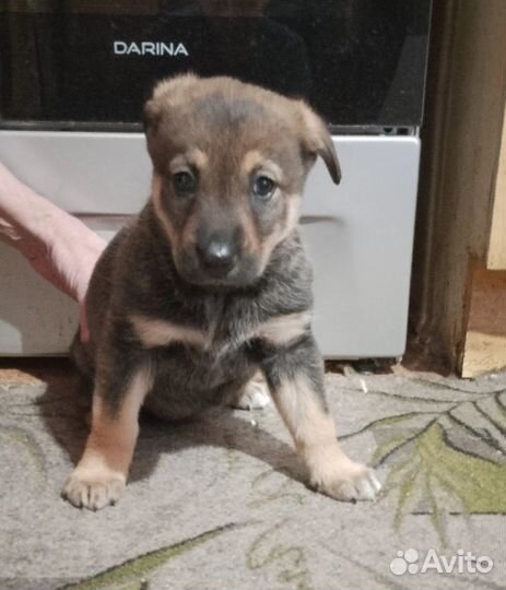 Отдам в добрые руки