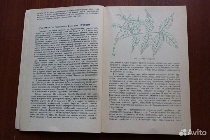 Деревья и кустарники для любительского садоводства