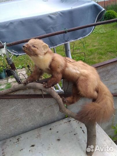 Чучело куницы