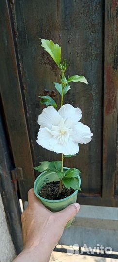 Гибискус белый махровый