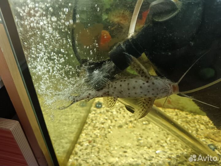 Сом синодонтис. Перевертыш Тернеции Барбусы