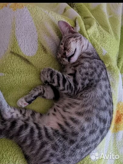 Кошка в дар бесплатно котенок серый полосатый