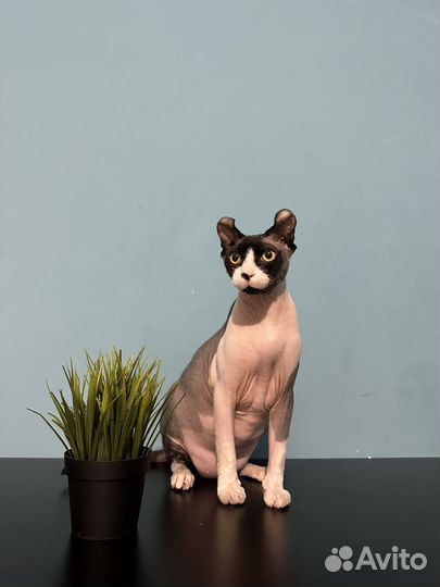 Сфинкс Эльф Эклюзивный