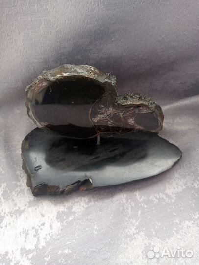 Спил аммонита на окаменелом дереве