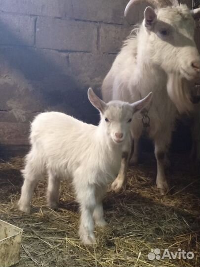 Козлята с козой