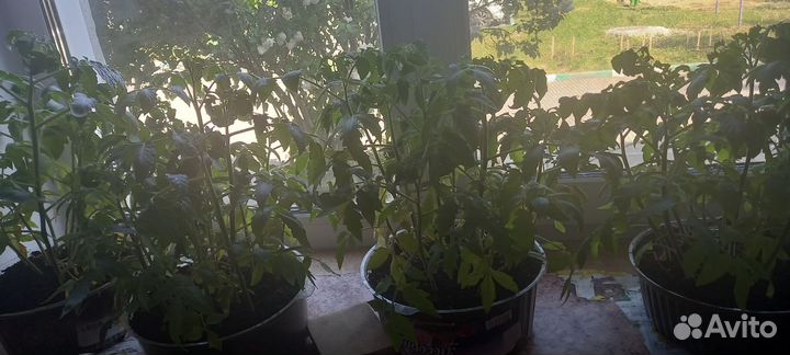 Рассада помидор