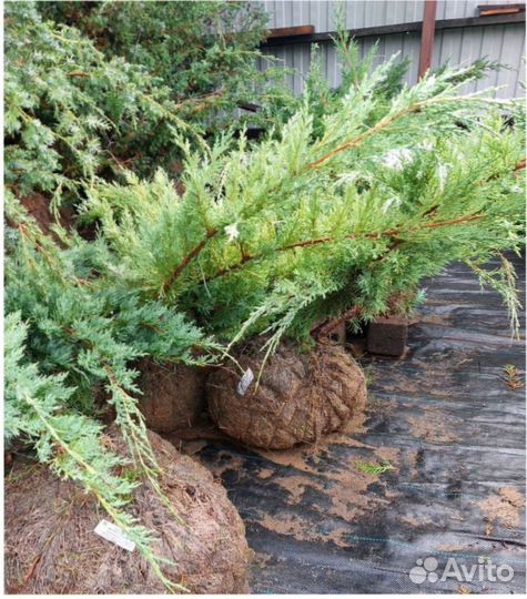 Ель голубая кедр Саженец Сосны горной туя можжевел