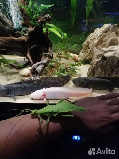 Палочник Heteropteryx dilatata