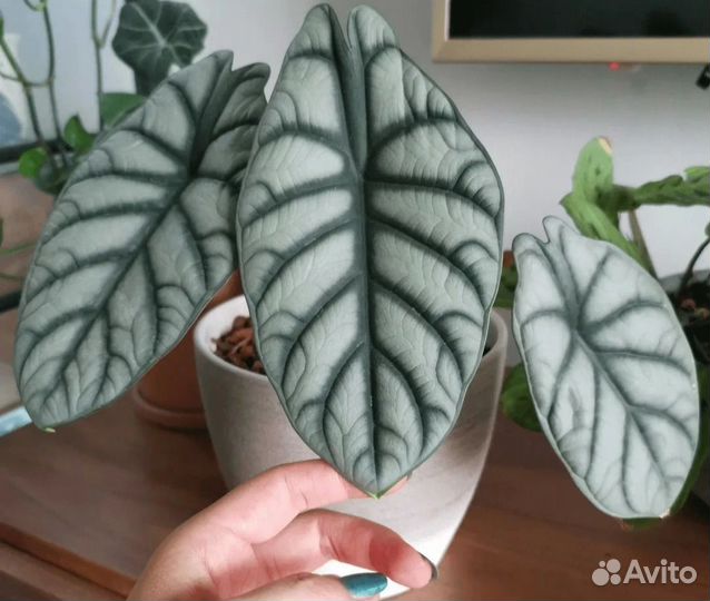 Комнатные растения цветы