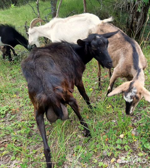 Дойные козы