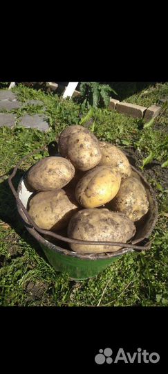 Продам картофель