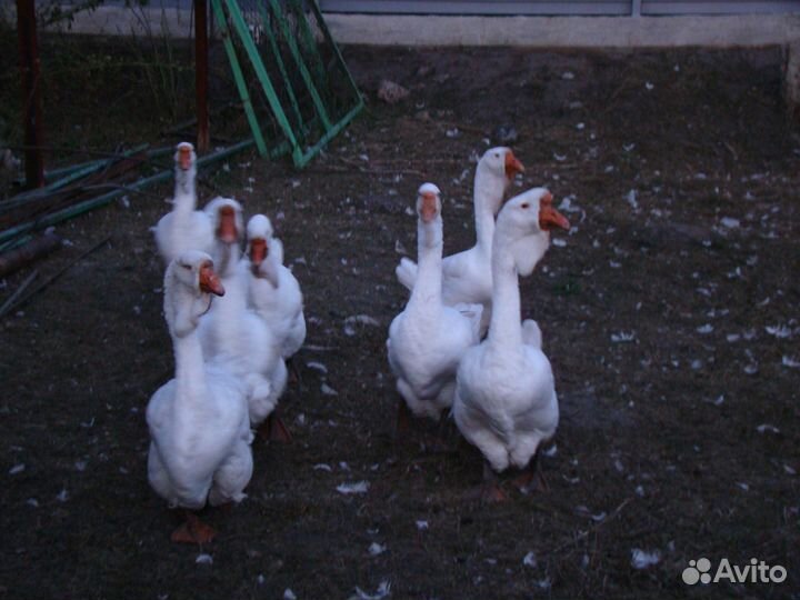 Холмогорские гуси