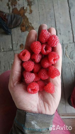 Саженцы ремонтантной малины