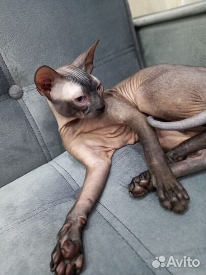 Вязка кот Левкой сфинкс 2 года